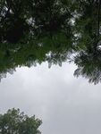 仰视树冠间的灰白天空