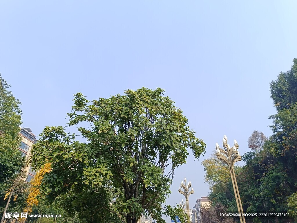 蓝天绿树风景图