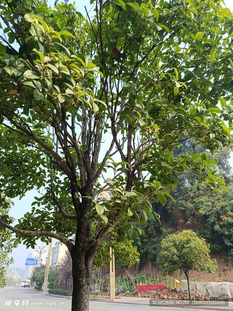 路边绿树成荫的景致