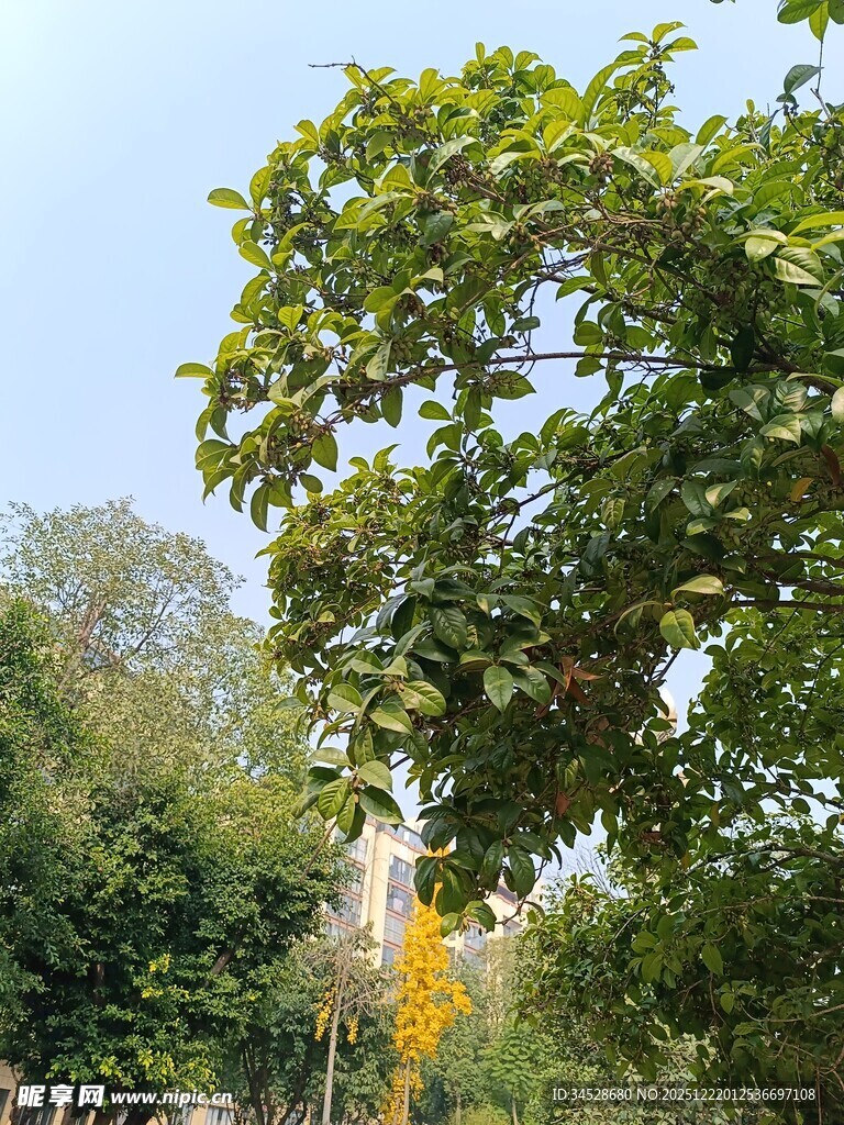 绿树成荫的自然景致