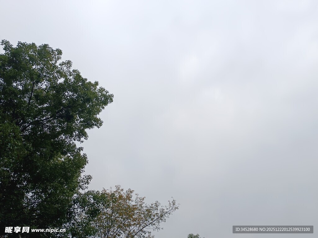 阴天中的树木景观