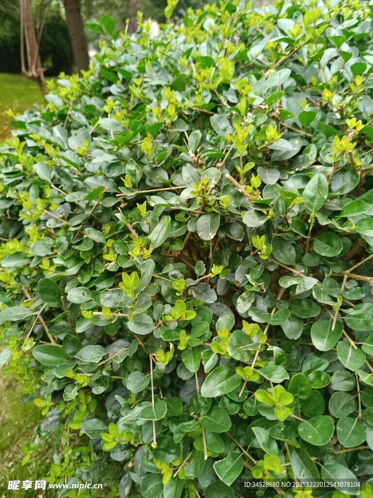 绿叶繁茂的灌木丛