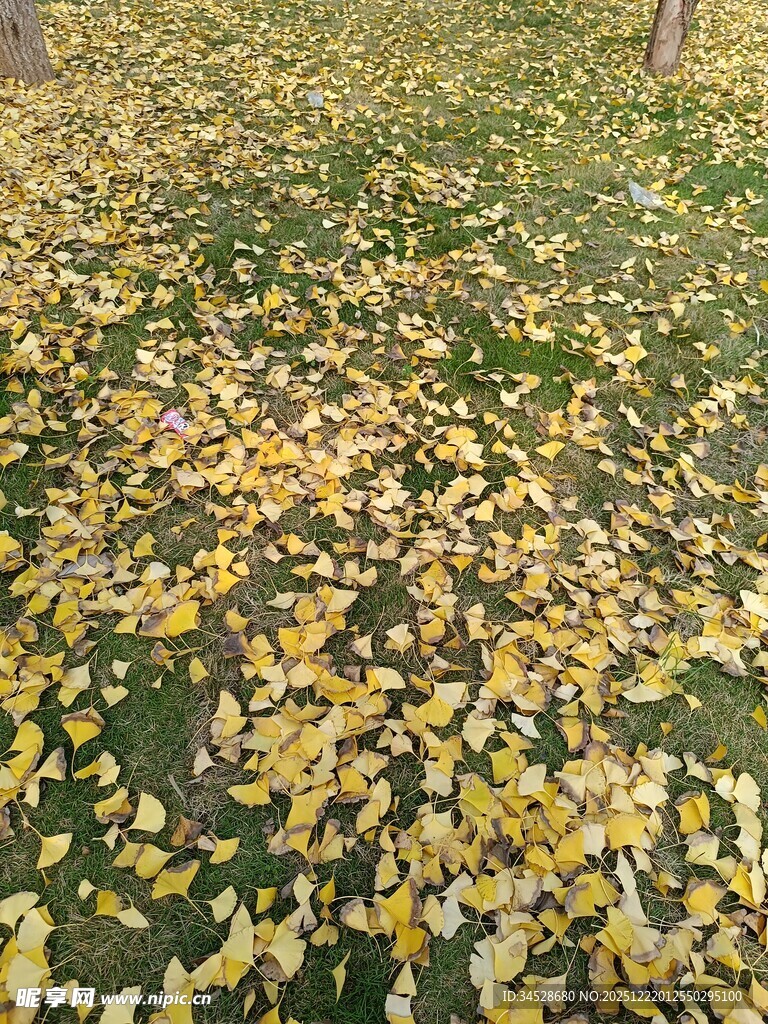 金黄银杏叶铺满地面美景