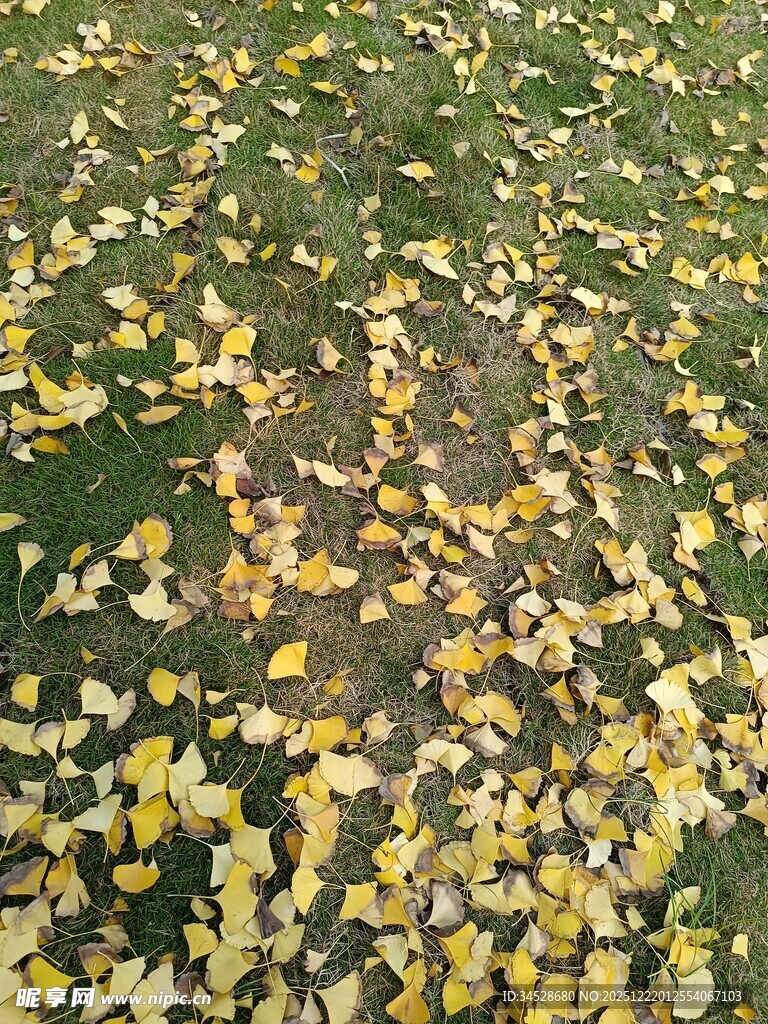 地面铺满金黄银杏落叶