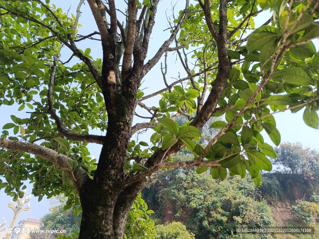 枝繁叶茂的大树
