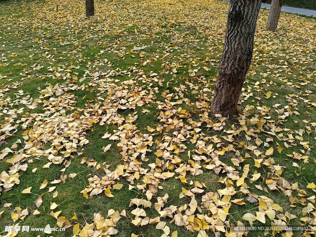 秋日树下落叶景致