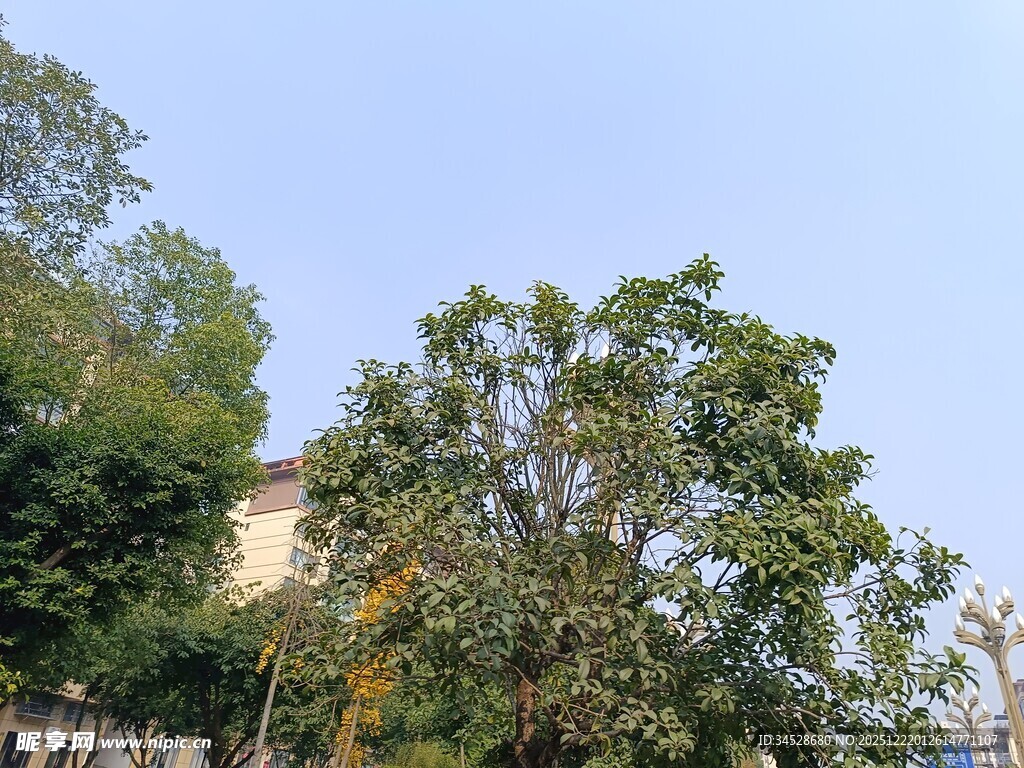 蓝天绿树风景图