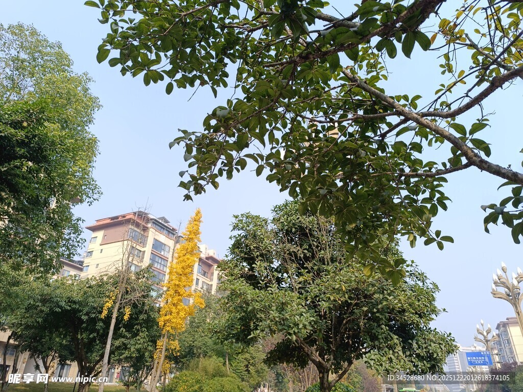 绿树掩映下的城市景致