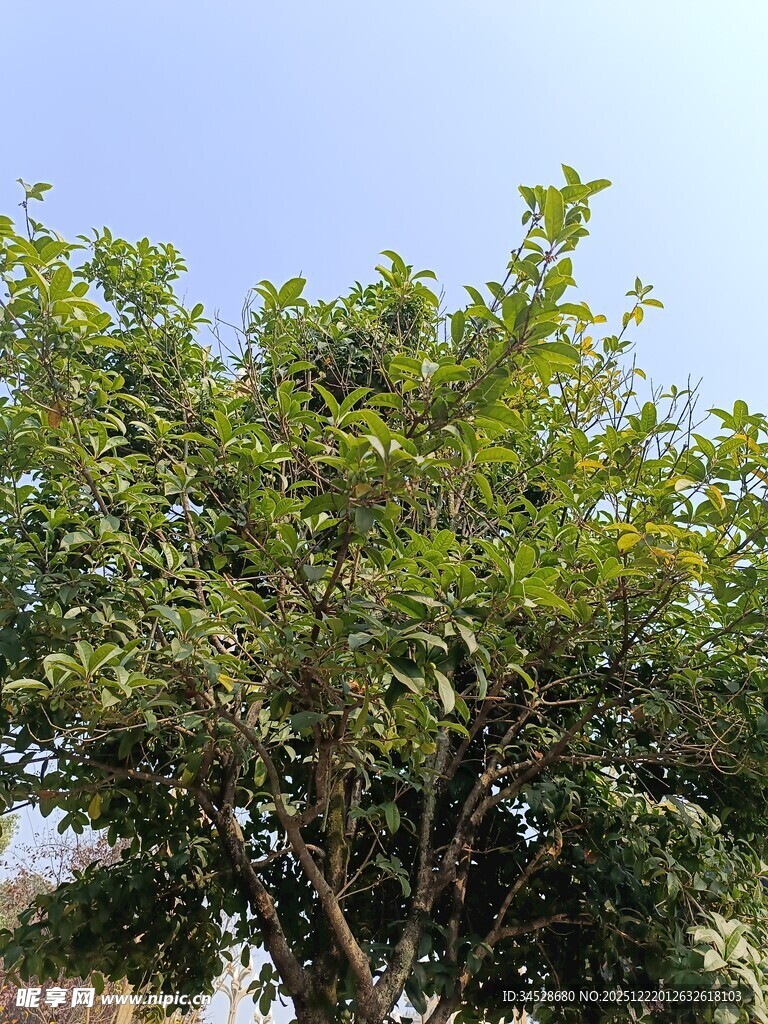 绿叶繁茂的树木