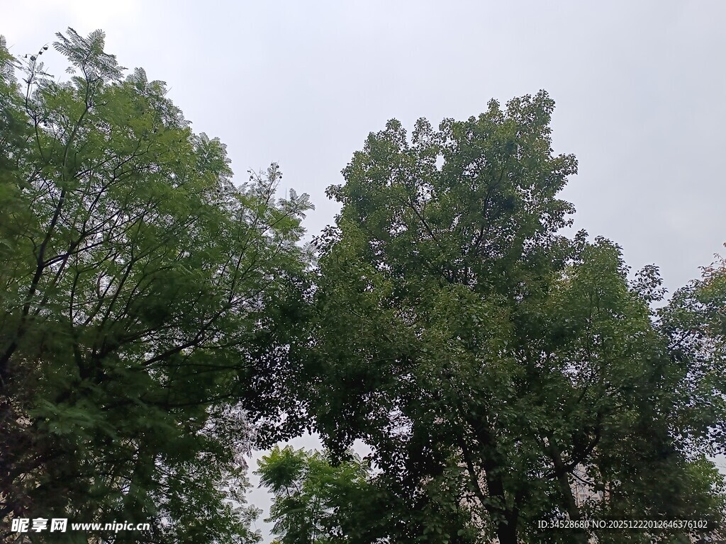 绿树成荫的自然景象