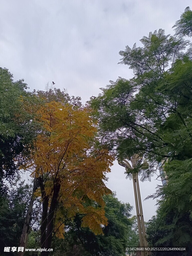 秋日林间斑斓树木景象