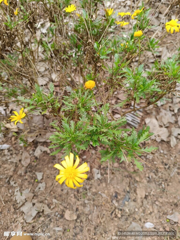 地面上绽放的黄色小花