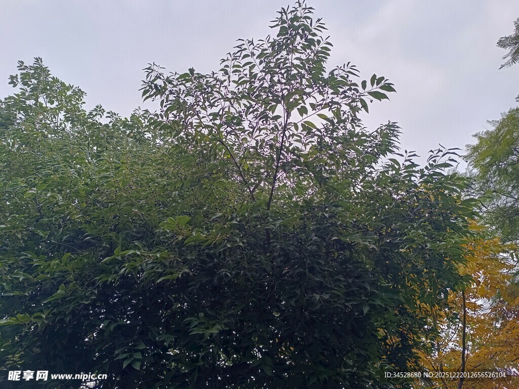 茂密树林绿意盎然