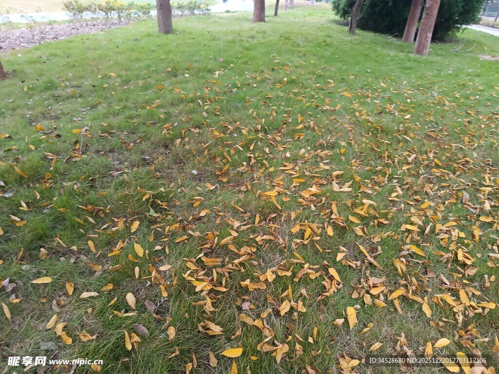 秋日草地落叶景致