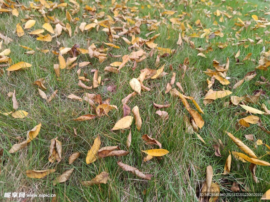 秋日草地落叶美景