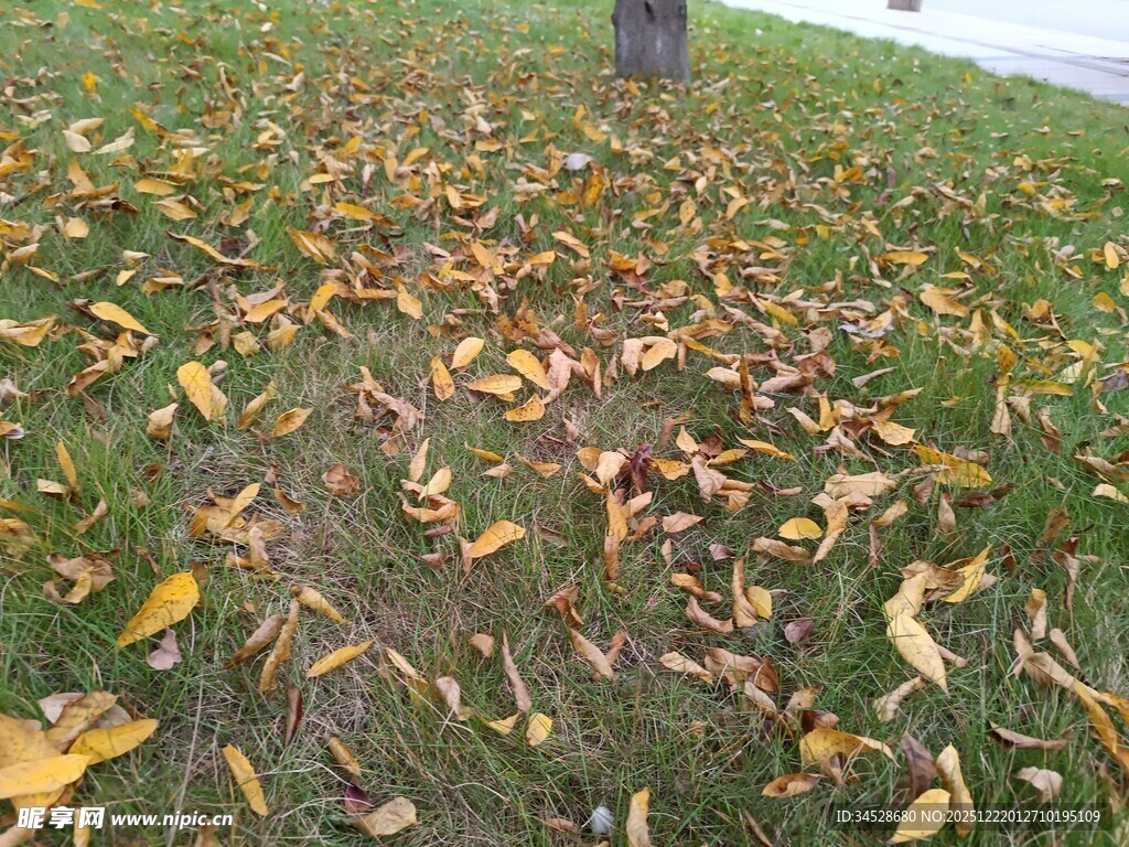 秋日草地落叶景象
