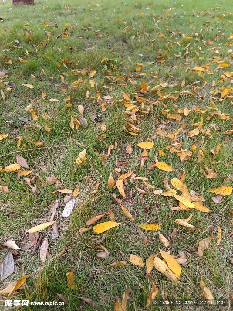 草地上的缤纷落叶