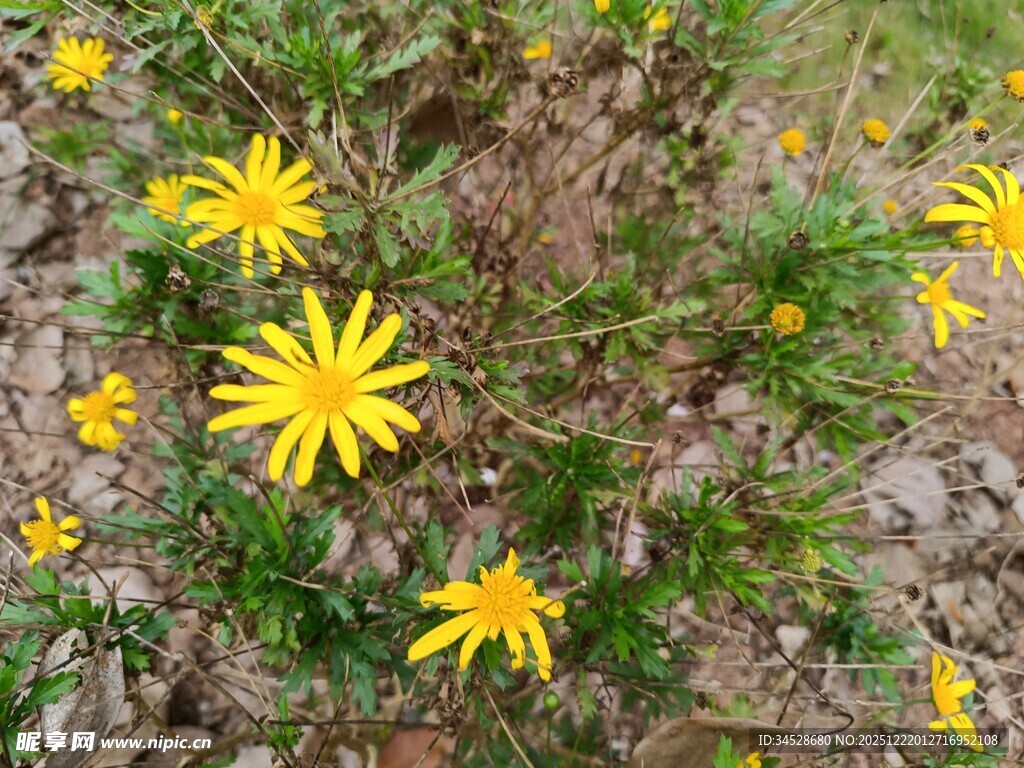 黄色小花绽放于土地间