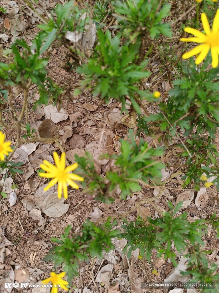 地面上绽放的黄色小花