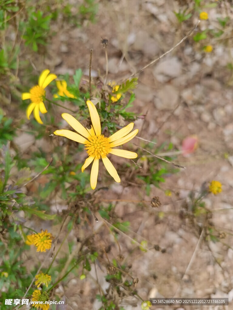 野外绽放的黄色小花