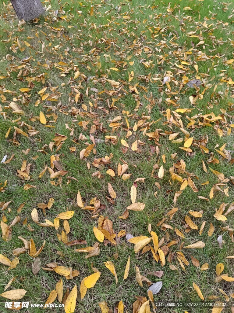 秋日草地落叶景致