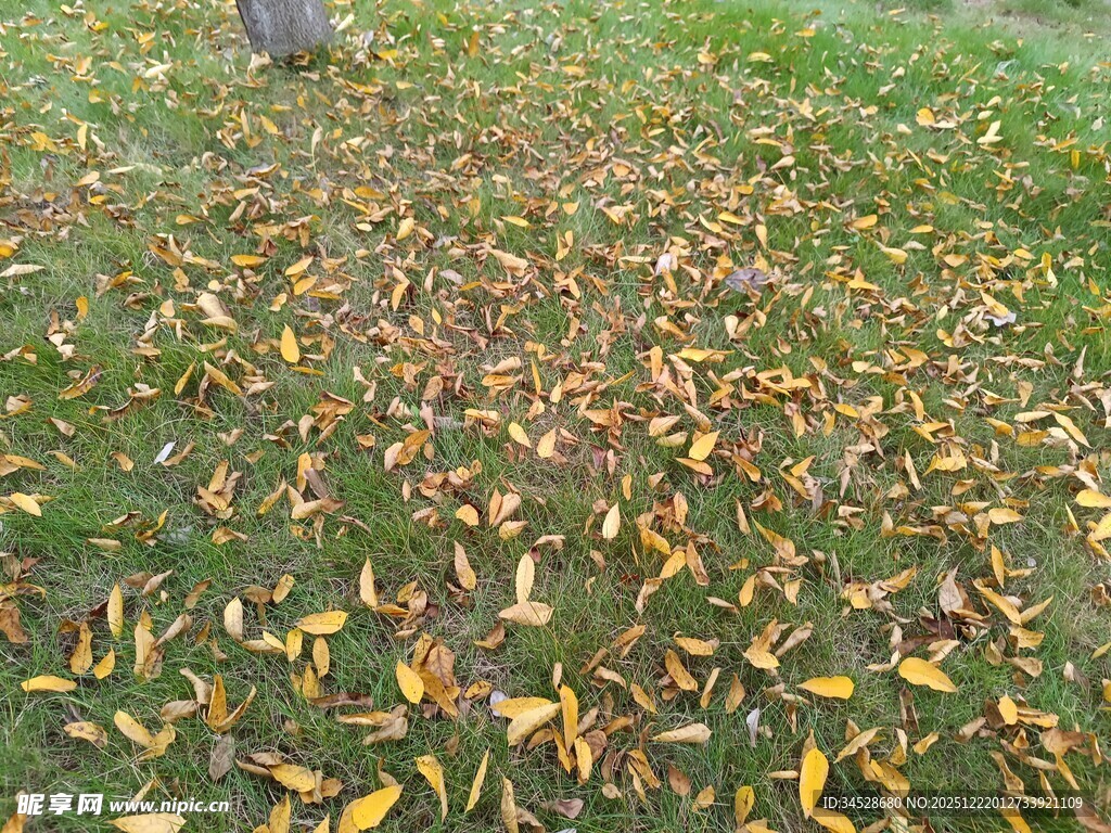 秋日草地落叶景观