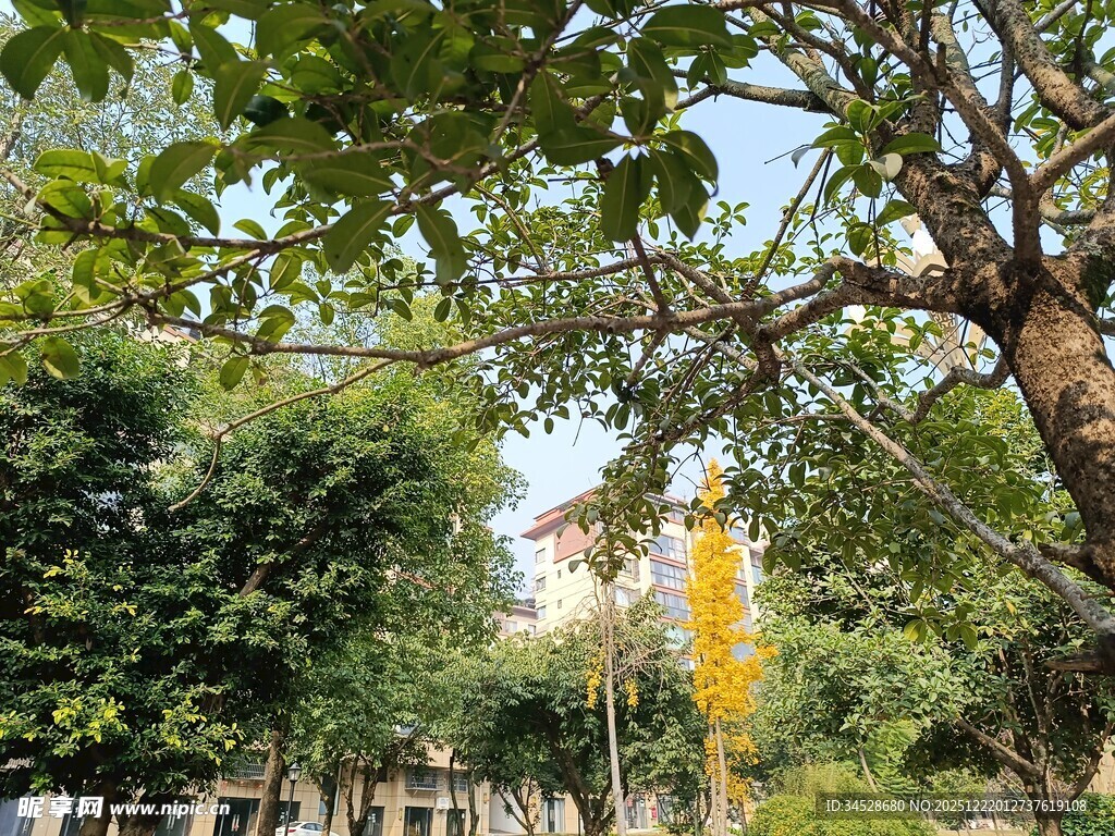 繁茂树林中的自然景致