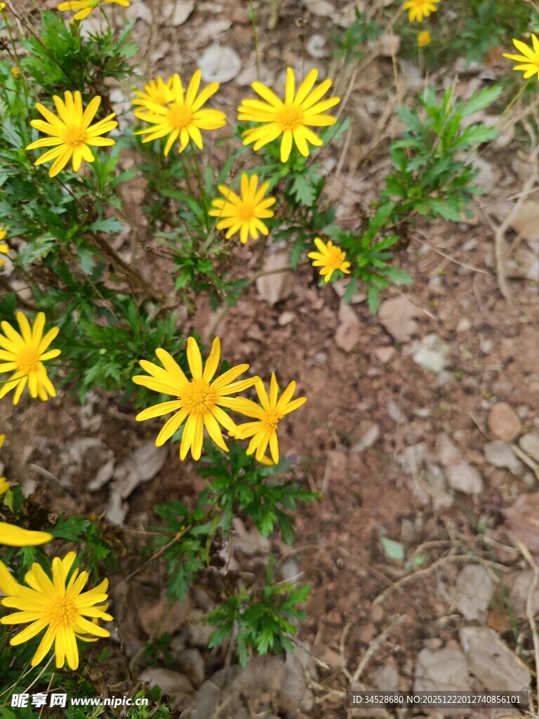 地面绽放的黄色小花