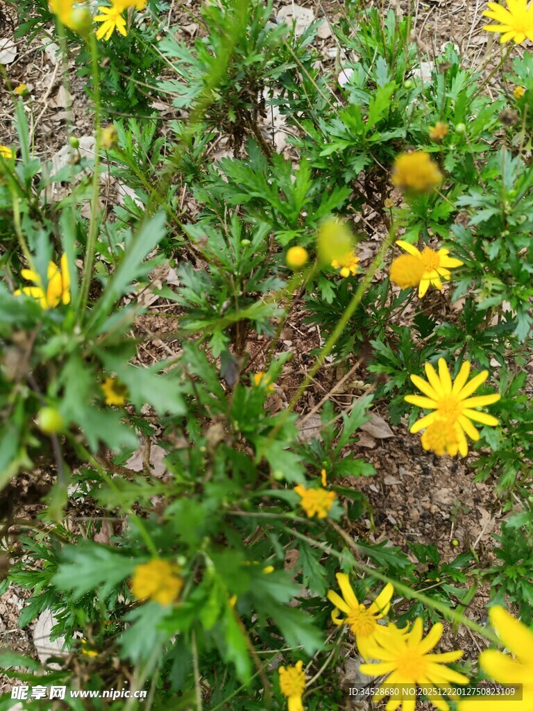 地面绽放的黄色小花