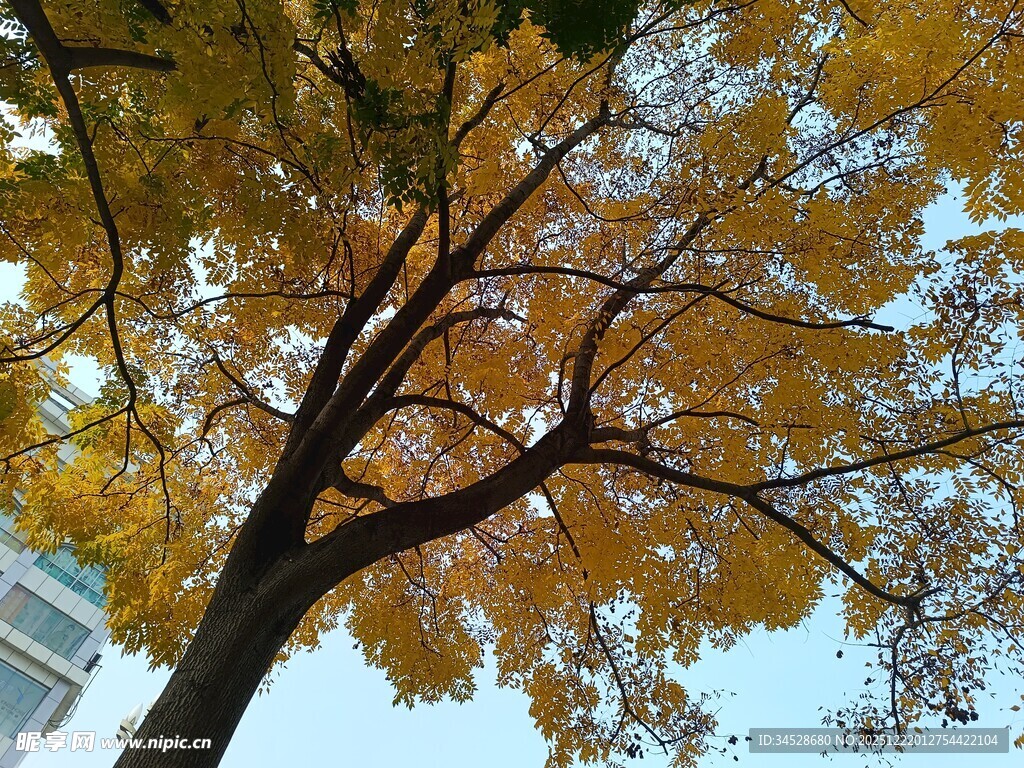 秋日金黄银杏树树冠