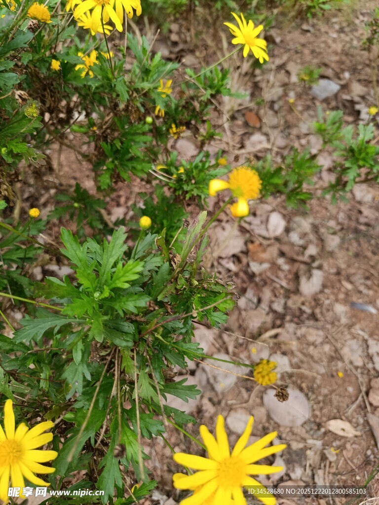 黄色小花绽放于碎石间
