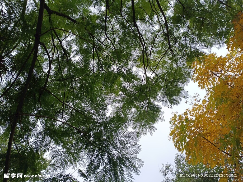 仰观黄绿相间繁茂树冠