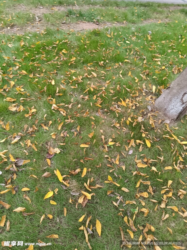草地落叶景象