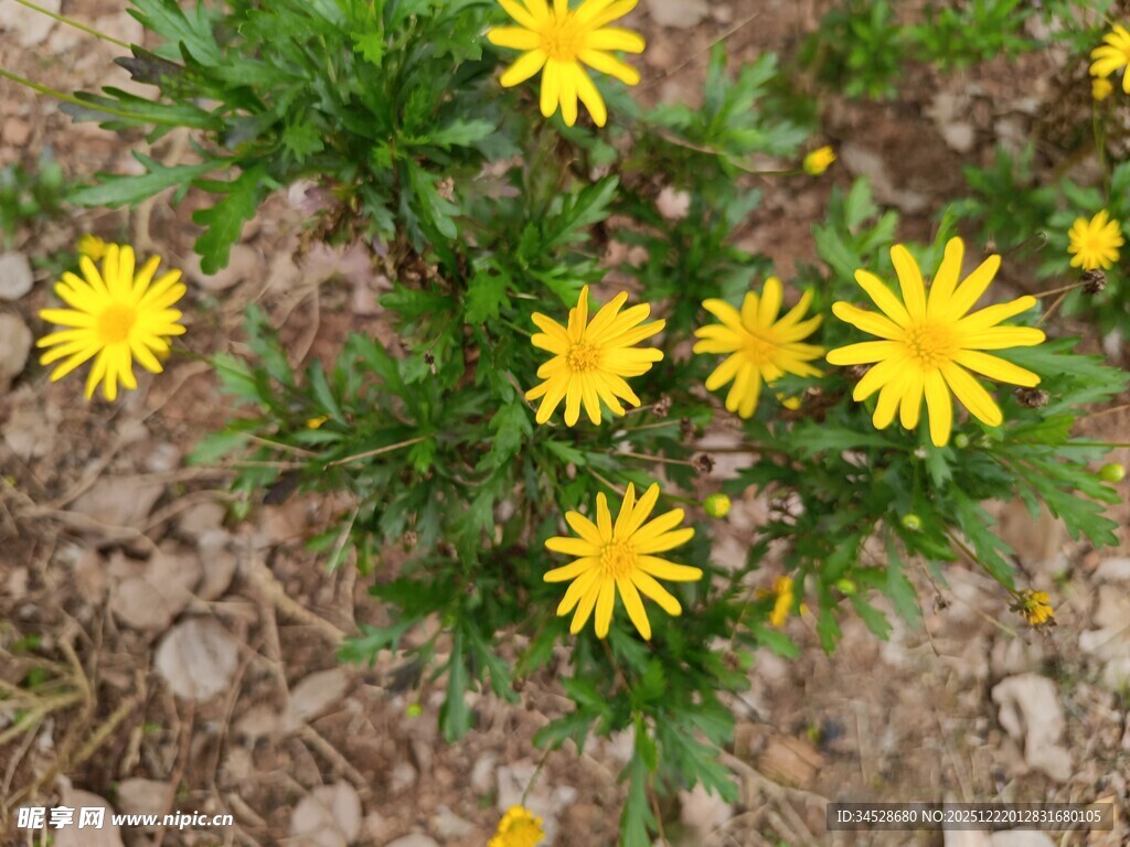 黄色小花绽放于泥土间