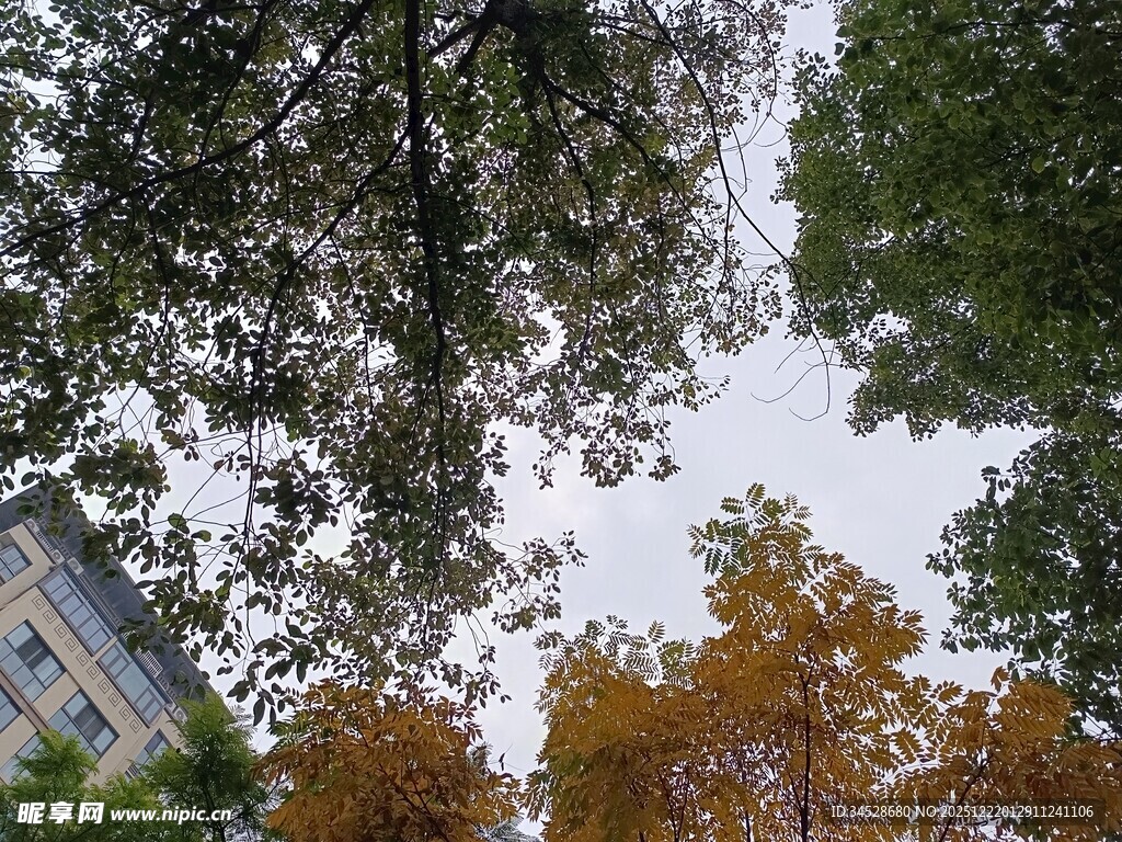 秋日仰拍多彩树冠景象