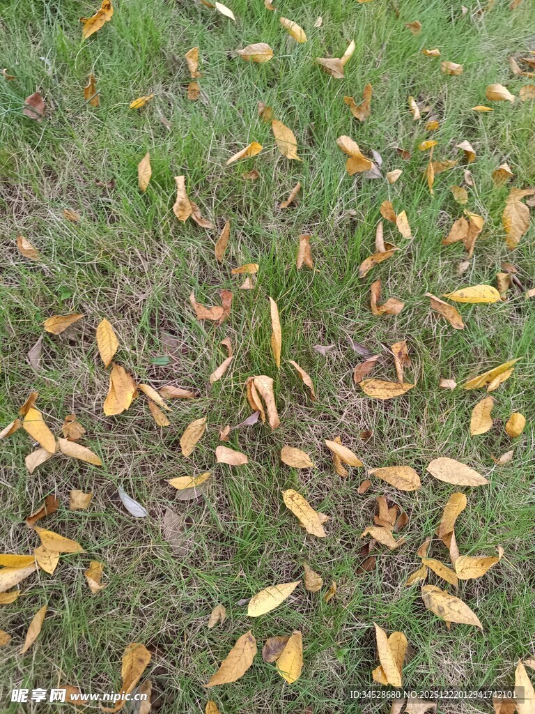 草地上的散落黄叶