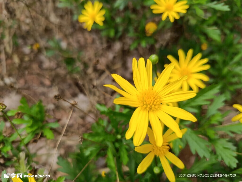 黄色小花绽放于草丛间