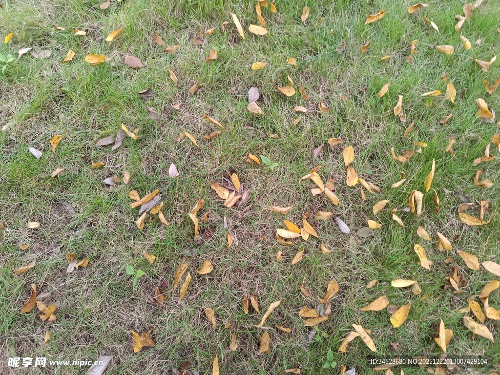 草地上的散落黄叶