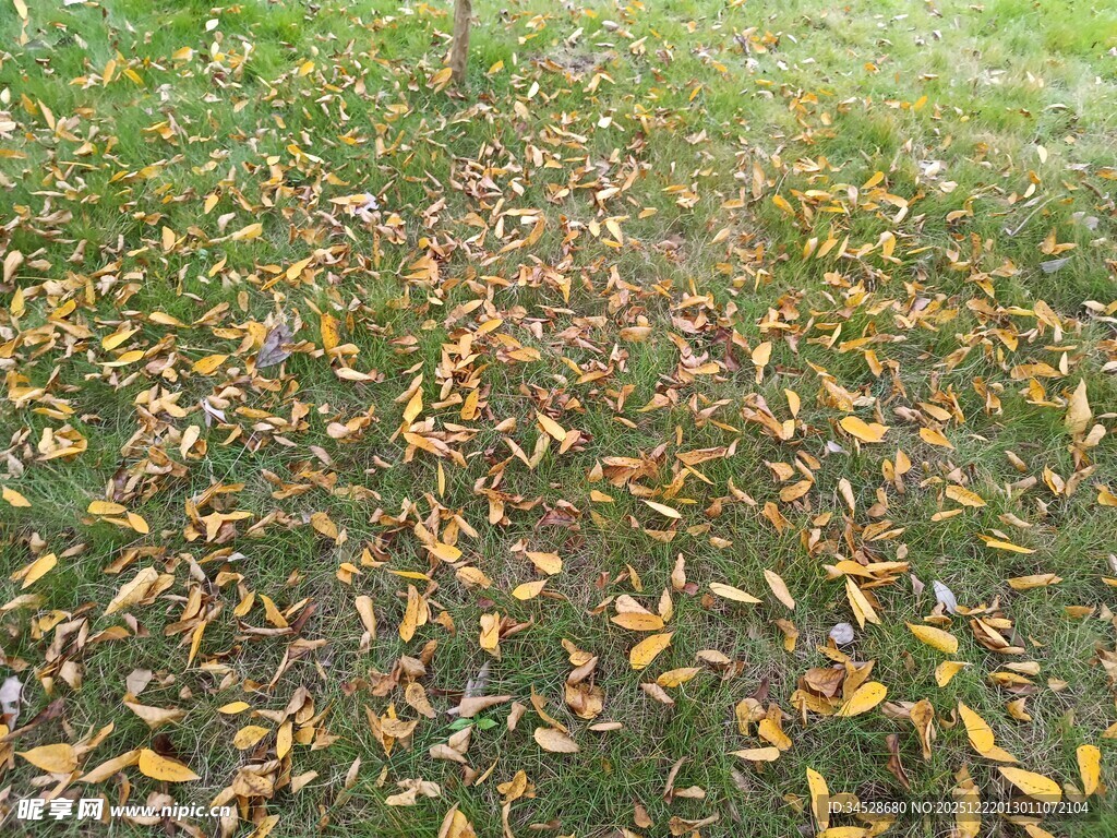 秋日草地落叶美景