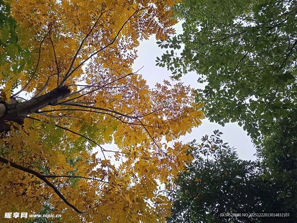 秋日斑斓树冠美景