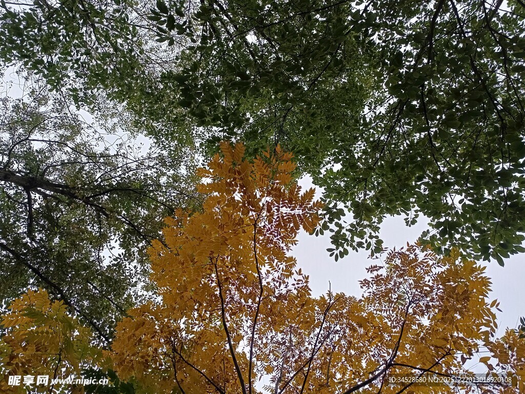 秋日树梢斑斓景致