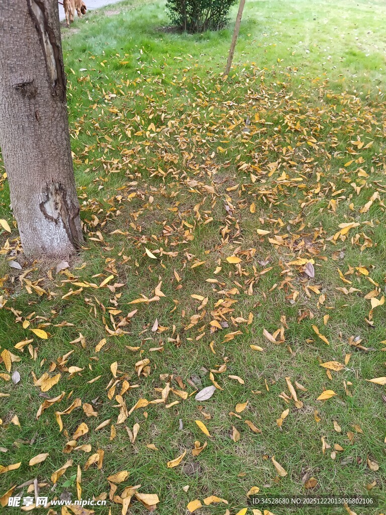 树下落叶铺就秋日美景