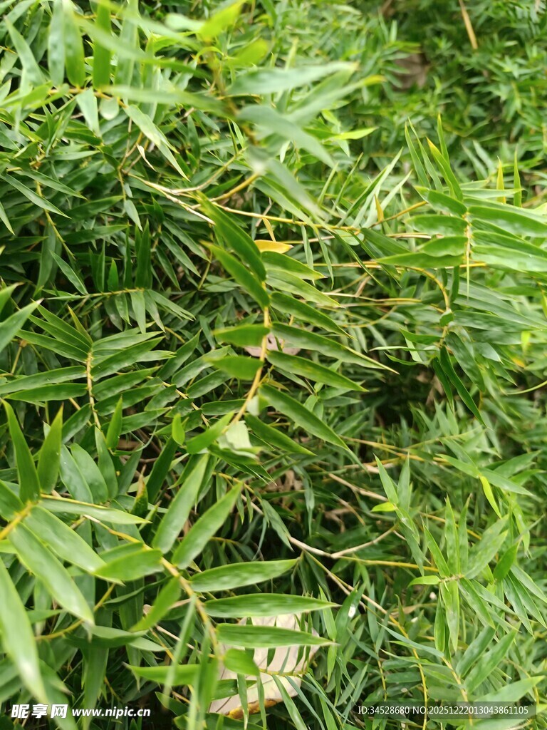 翠绿繁茂的竹林景象