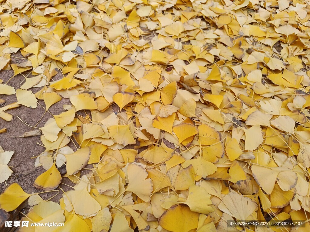 金黄银杏叶铺满地面