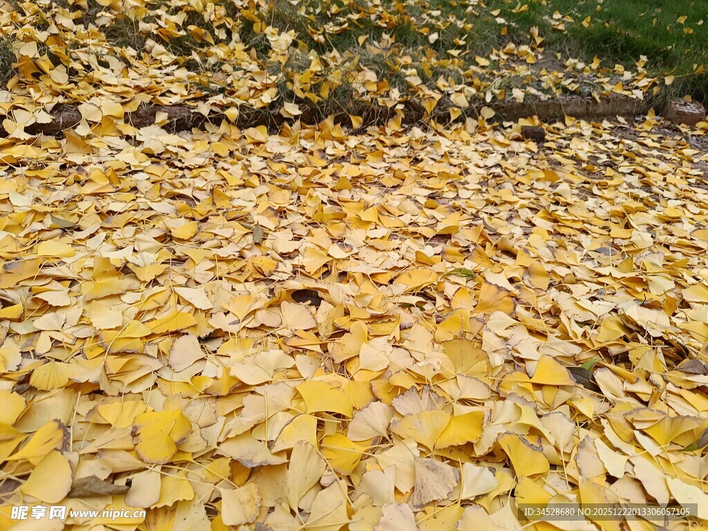 秋日满地金黄落叶美景