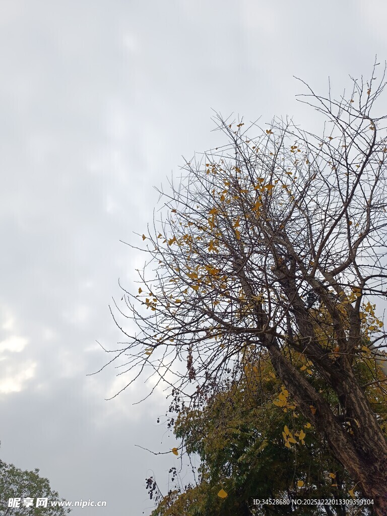 秋日枯树与阴沉天空