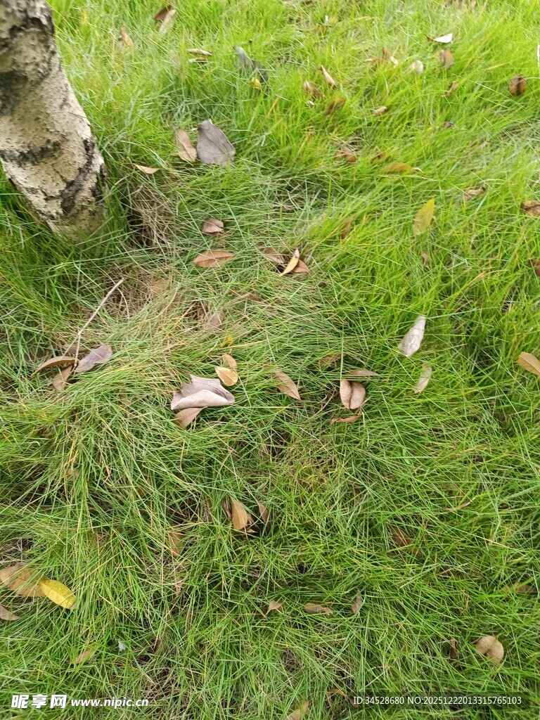 草地旁树干下的落叶景象