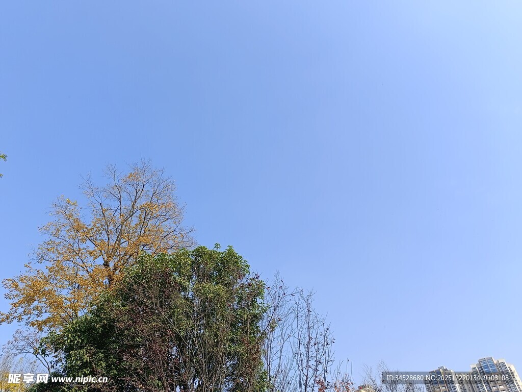 秋日蓝天树木景致