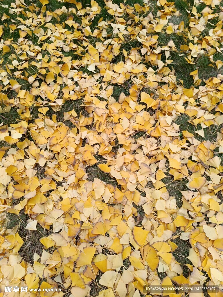 金黄银杏叶铺满地面景象