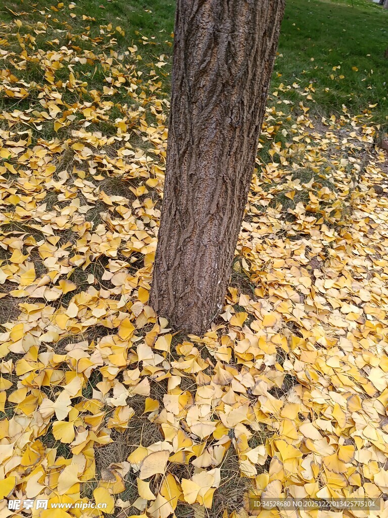 树下金黄落叶秋景图